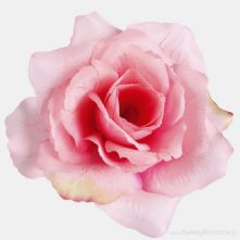 13cm or 5 Inch Tonal Pink Green Edge French Rose